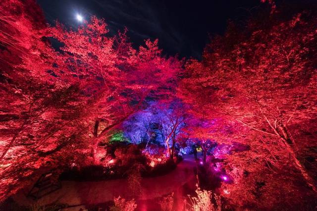 teamLab’s ‘A Forest Where Gods Live’ Exhibition ongoing